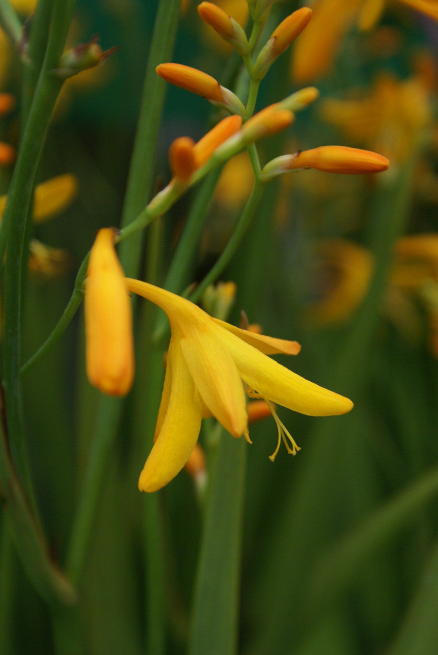 Romence Gardens Crocosmia George Davidson - Thumbnail 2