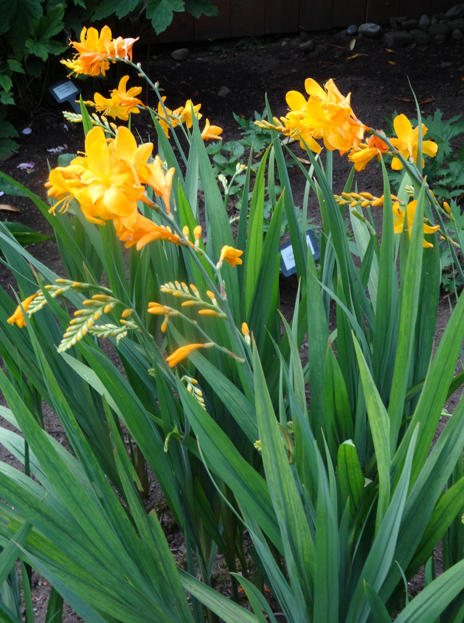 Romence Gardens Crocosmia George Davidson