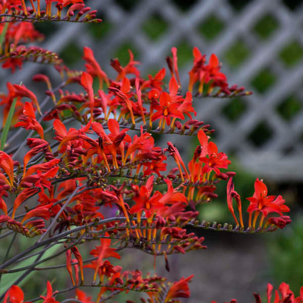 Crocosmia 'Lucifer'