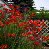 Crocosmia 'Lucifer'