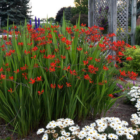 Crocosmia 'Lucifer'