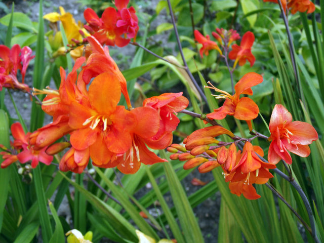 Crocosmia 'Okavango'