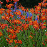 Crocosmia 'Prince of Orange'