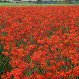 Crocosmia 'Prince of Orange'