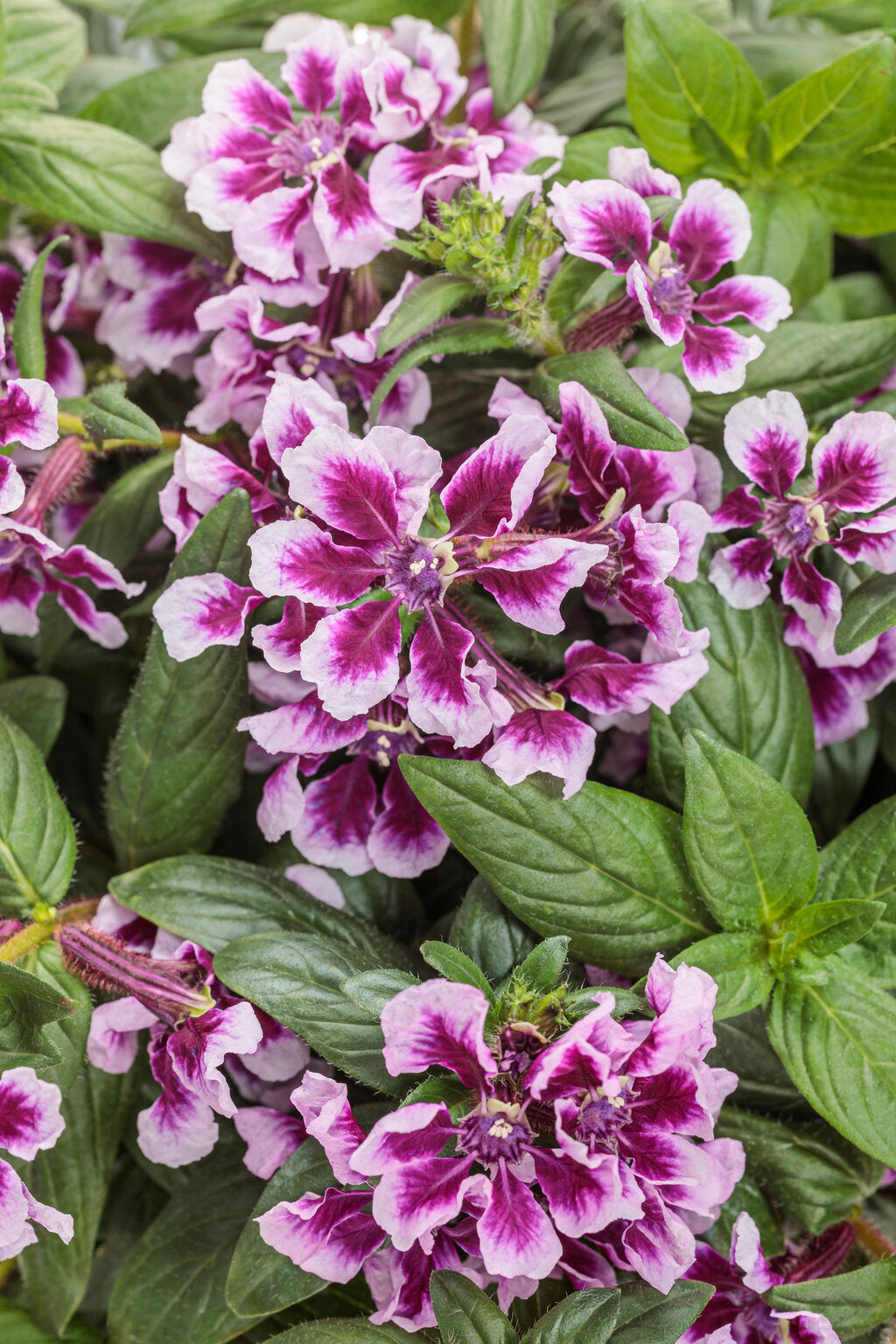 Cuphea procumbens 'Totally Tempted® Frosted Violets™'