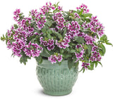 Cuphea procumbens 'Totally Tempted® Frosted Violets™'