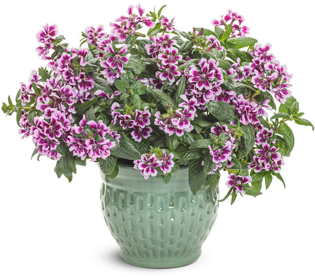 Cuphea procumbens 'Totally Tempted® Frosted Violets™'