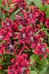 Cuphea procumbens 'Totally Tempted® Richly Red™'