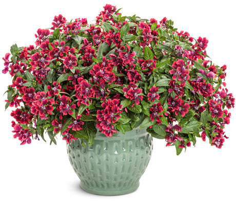 Cuphea procumbens 'Totally Tempted® Richly Red™'