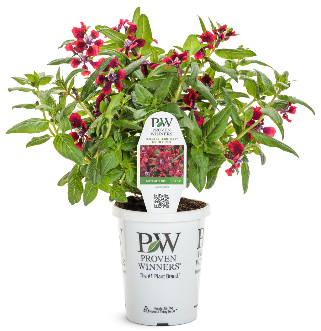 Cuphea procumbens 'Totally Tempted® Richly Red™' – Romence Gardens ...