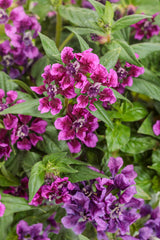 Cuphea procumbens 'Totally Tempted® Vivid Violet™'