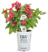 Cuphea procumbens 'Totally Tempted® Watermelon Wine™'