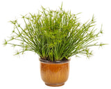 Cyperus Graceful Grasses® 'Queen Tut™' in decorative pot