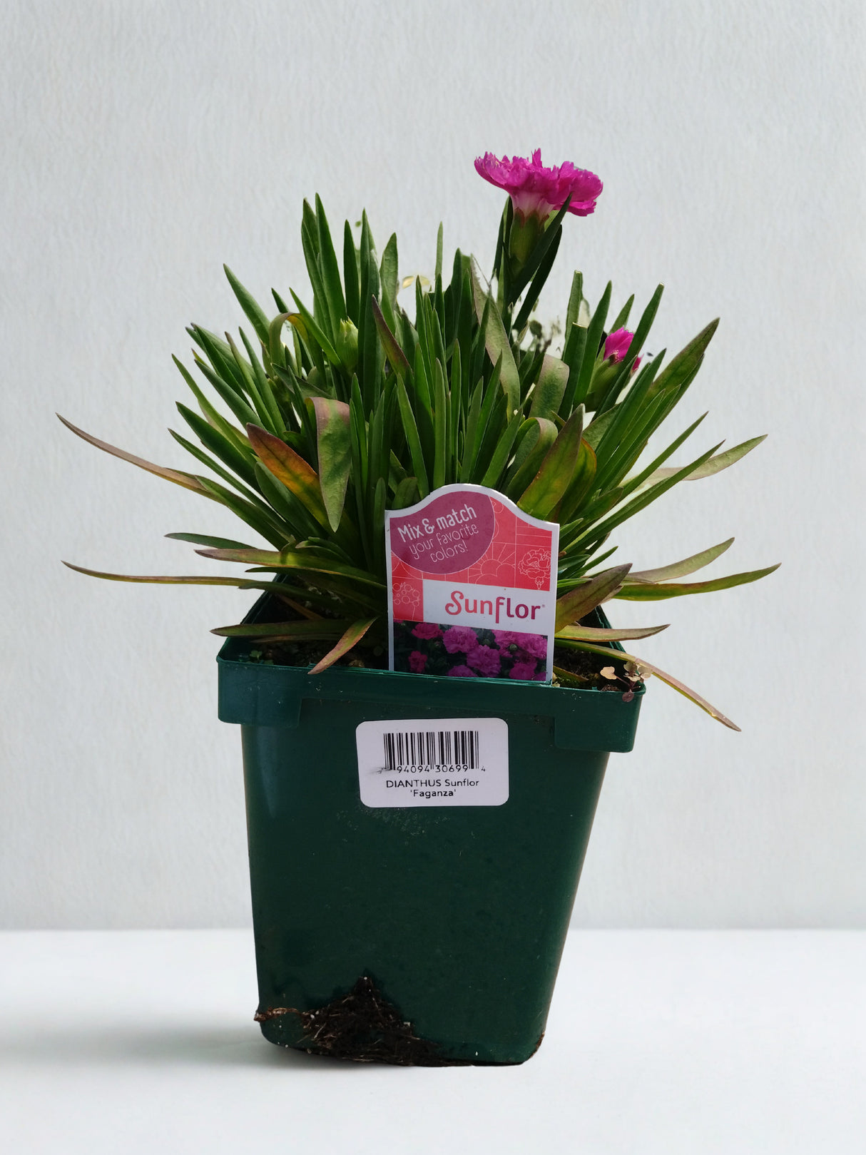 Dianthus Sunflor® 'Faganza'