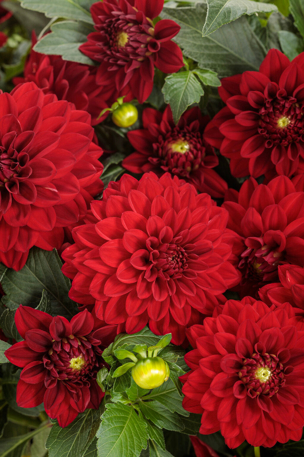 Dahlia variabilis Virtuoso™ 'Classy Carmine™'