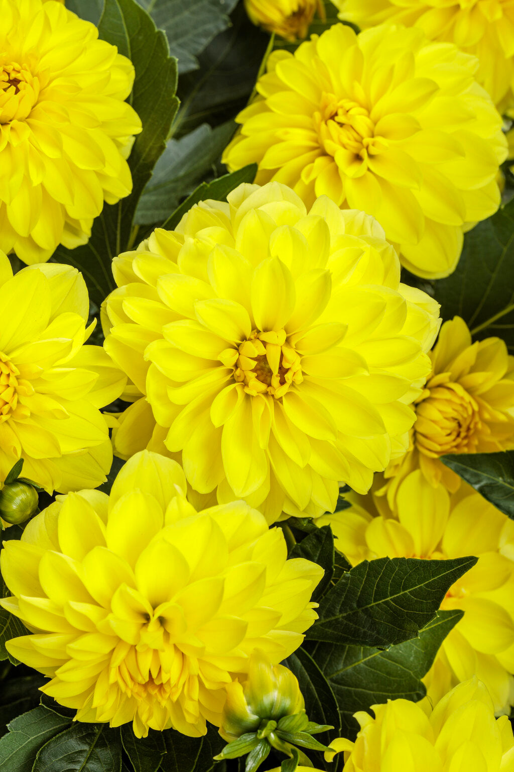 Dahlia variabilis Virtuoso™ 'Dayglo Yellow™'