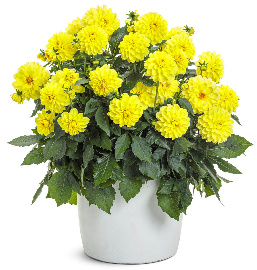 Dahlia variabilis Virtuoso™ 'Dayglo Yellow™'