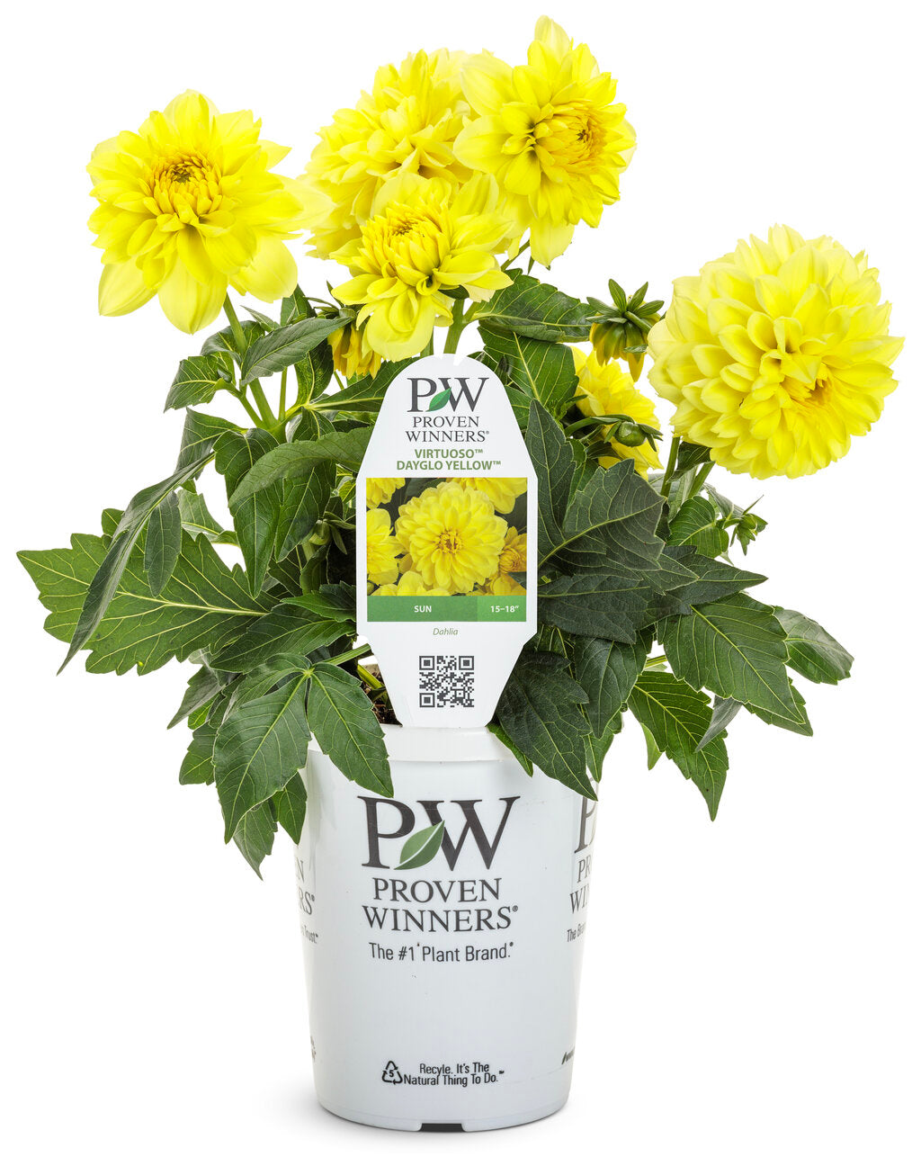 Dahlia variabilis Virtuoso™ 'Dayglo Yellow™'