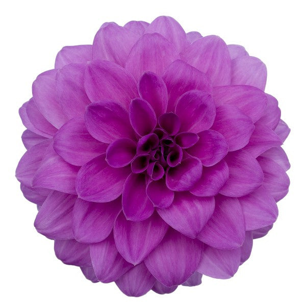 Dahlia Hypnotica® 'Lavender' – Romence Gardens & Greenhouses