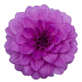 Dahlia Hypnotica® 'Lavender'