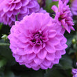 Close-up of a pink/purple dahlia flower with a blurred green background