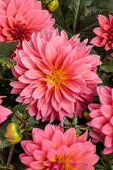 Dahlia variabilis Virtuoso™ 'Pinkerific™'