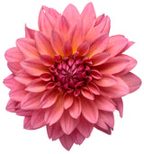 Dahlia variabilis Virtuoso™ 'Pinkerific™'