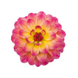 Pink and yellow flower on a white background
