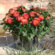 Potted plant with red and orange flowers in front of a water feature