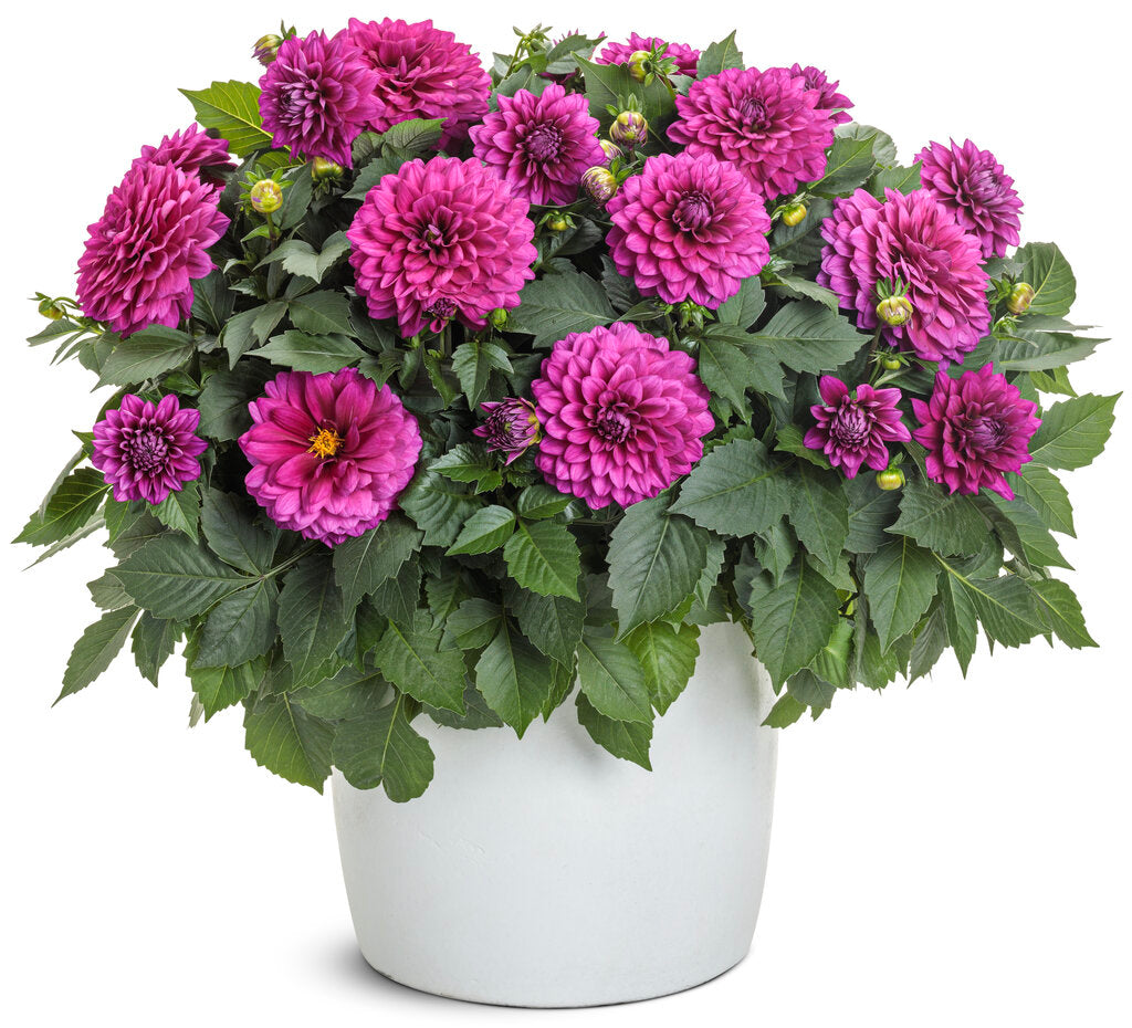 Dahlia variabilis Virtuoso™ 'Vibrant Violet™' – Romence Gardens