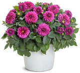 Dahlia variabilis Virtuoso™ 'Vibrant Violet™'