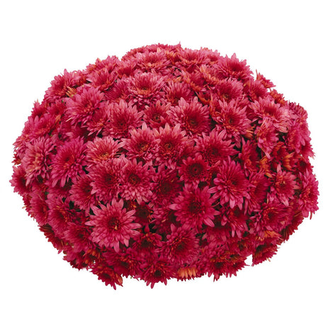 Chrysanthemum 'Vitamum™ Darling Pink'