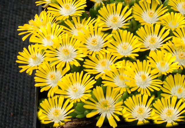 Delosperma HotCakes® 'Banana Blast'