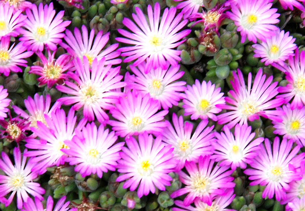 Delosperma HotCakes® 'Fig Fusion'