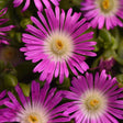 Purple Flowers with a yellow-white center 
