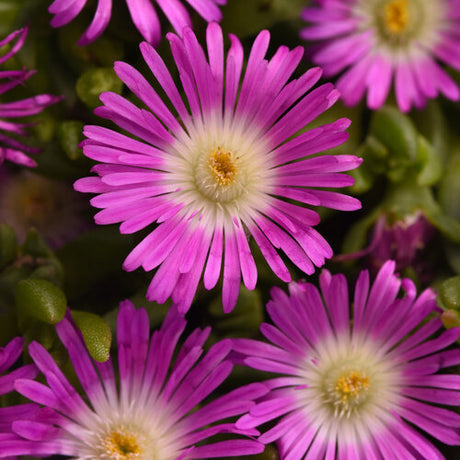 Purple Flowers with a yellow-white center 