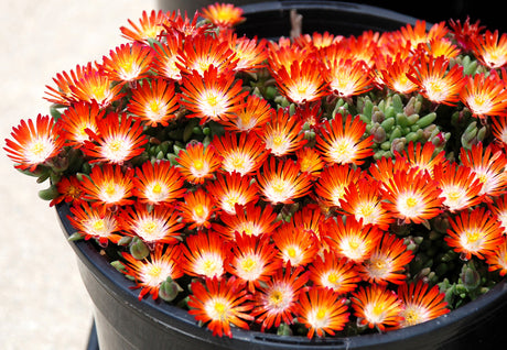 Delosperma HotCakes® 'Pumpkin Perfection'