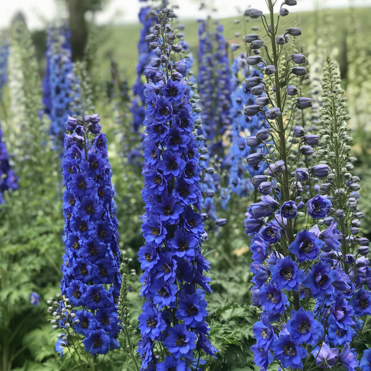 Delphinium ‘Blue Buccaneers’