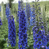 Delphinium ‘Blue Buccaneers’