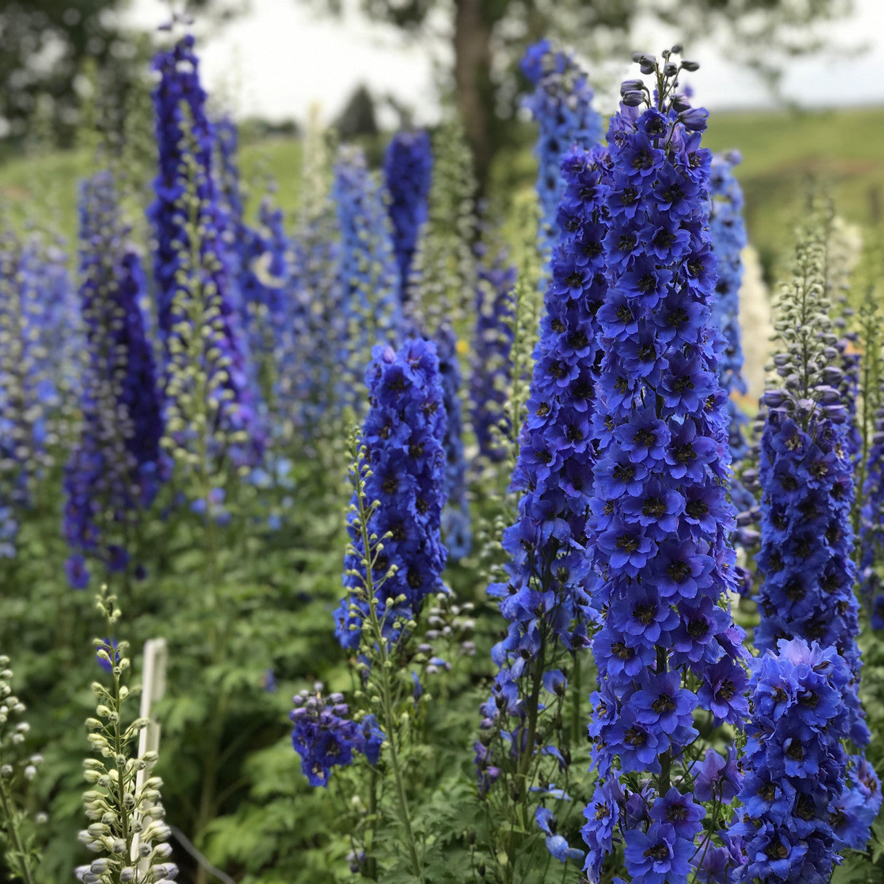 Delphinium 'Blue Buccaneers' – Romence Gardens & Greenhouses