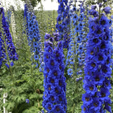 Delphinium ‘Blue Buccaneers’