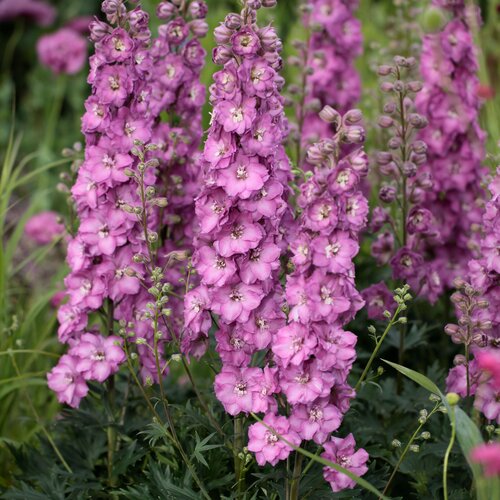 Tall plants with a cluster of pink-purple flowers. 