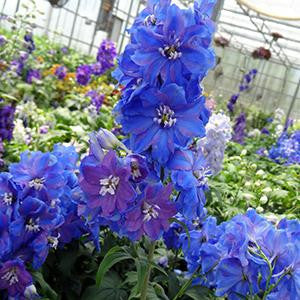 Romence Gardens Delphinium Guardian Series