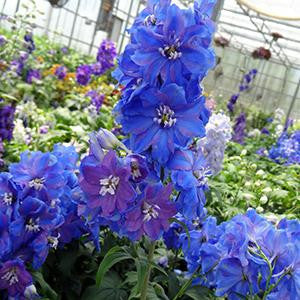 Delphinium 'Guardian Series Blue'