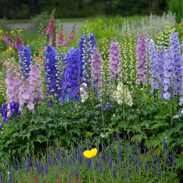 Delphinium elatum New Zealand 'Mini Stars'