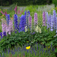 Delphinium NEW MILLENNIUM™ 'Mini Stars'