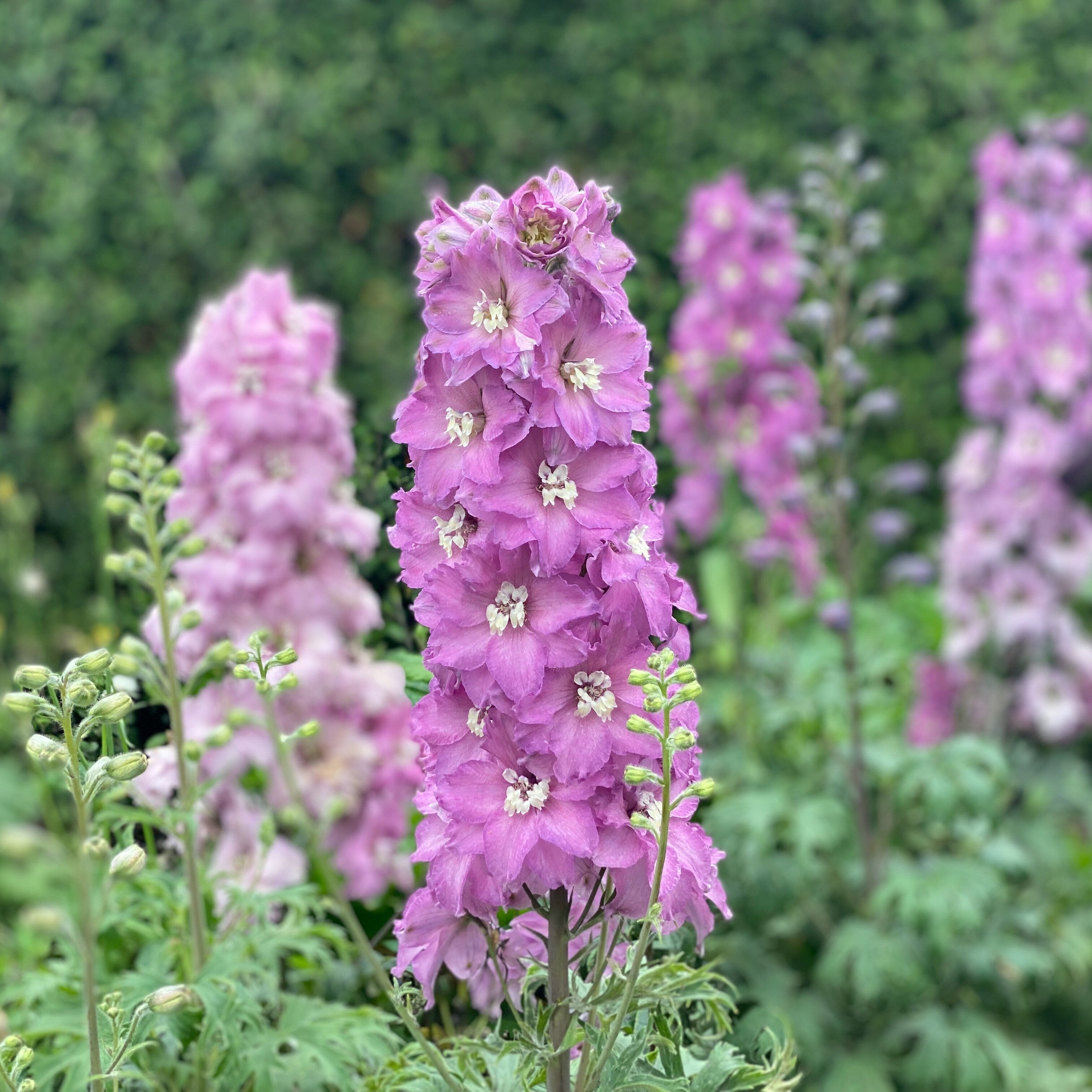 delphinium_newzealandminipinks
