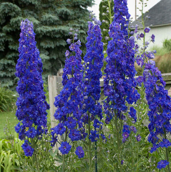 Delphinium elatum 'Pagan Purples'