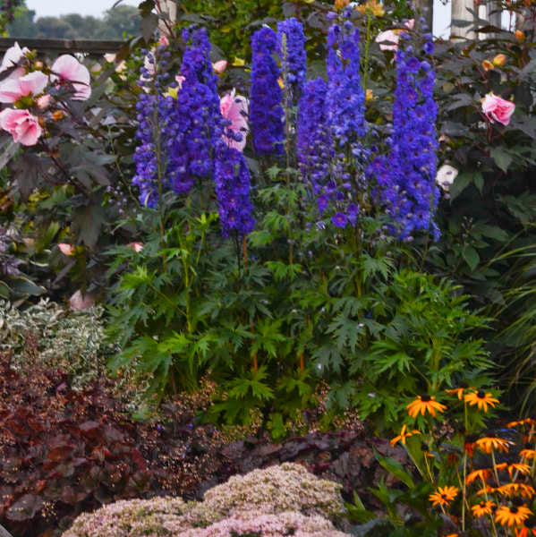 Delphinium elatum 'Pagan Purples'