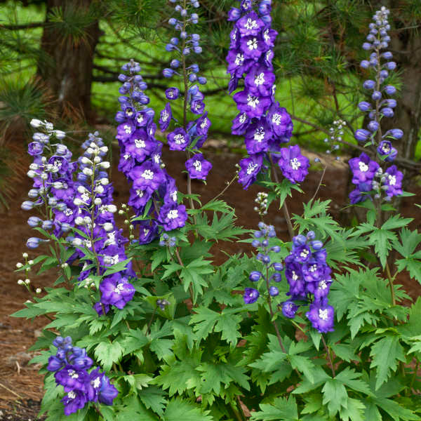 Delphinium elatum 'Purple Passion'